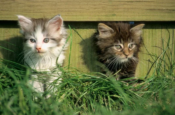 Two Maine Coon Cat Weeks — Stock Photo, Image