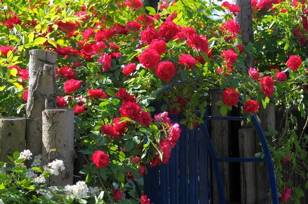 Rosas Vermelhas Jardim Verão Jardim Rosas Oberderdingen — Fotografia de Stock