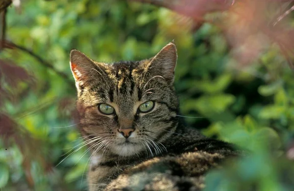Domácí Kočka Tabby Samec — Stock fotografie