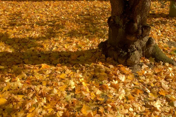 Gouden Gele Herfstbladeren — Stockfoto