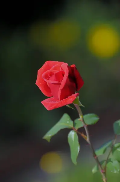 Single Red Rose Garden — Foto de Stock