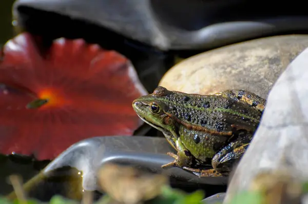 Water frog in the garden pond, pond frog (Rana kl. esculenta), water frog