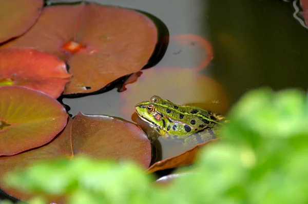 Закрыть Вид Водяную Лягушку Пруду — стоковое фото
