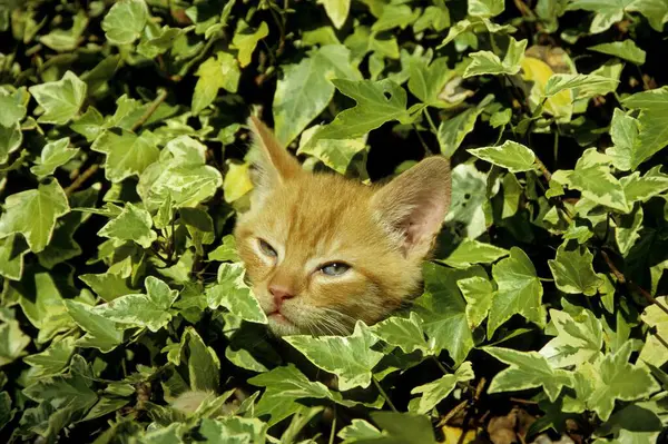 Genç Felidae Felis Catus Krem Rengi — Stok fotoğraf