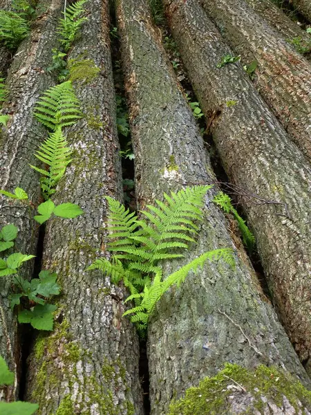 森林中长有蕨树的树干 — 图库照片