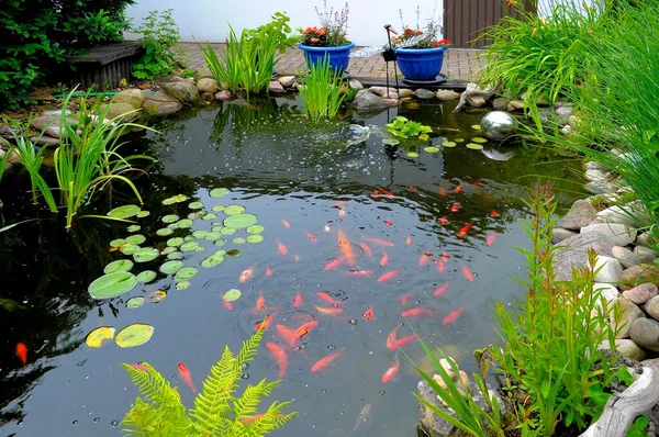 Lagoa Jardim Com Peixinho Dourado — Fotografia de Stock