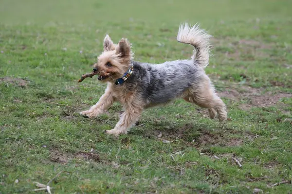 Yorkshire Terrier Biegnie Kijem — Zdjęcie stockowe