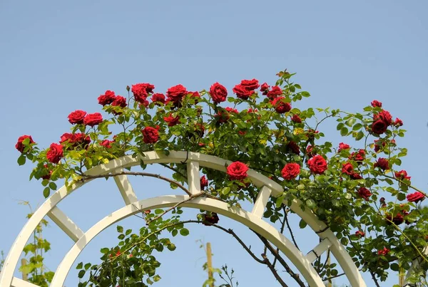Kvetoucí Baroko Ludwigsburgu Červené Horolezecké Růže Růžový Oblouk Růžová Zahrada — Stock fotografie