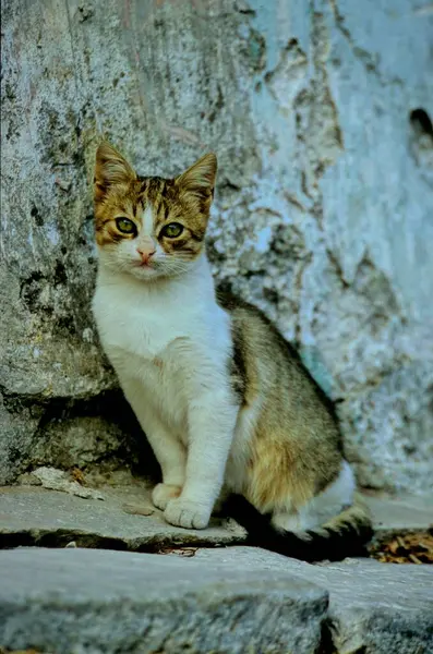Tekir Kedi Kayalara Tırmanan Tekir Kedi Çizgili Kedi — Stok fotoğraf