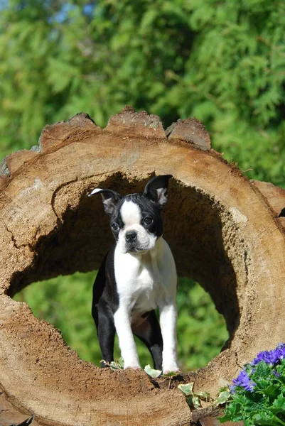 Boston Terrier Filhote Cachorro Semanas Idade Feminino Preto Marcado Com — Fotografia de Stock