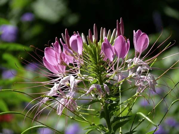 Спінінг Квітка Cleome Spinosa Павук Квітка Павук Рослина — стокове фото