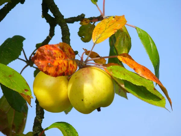 Äppelträd Framför Träd Hösten — Stockfoto