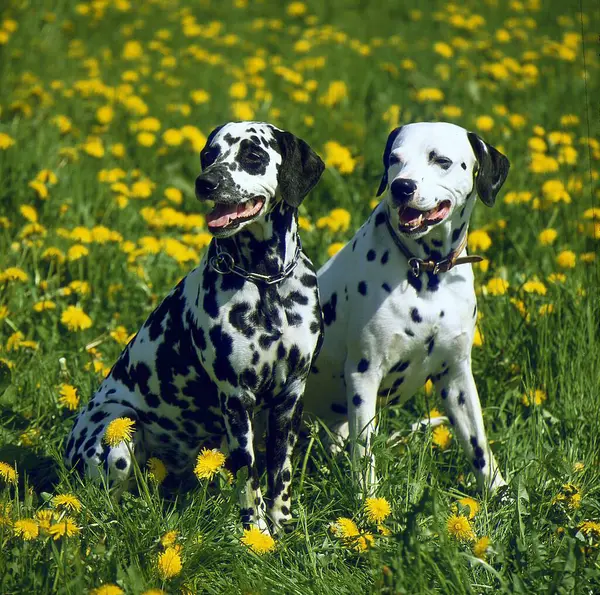 Dwóch Dalmatyńczyków Grających Parku — Zdjęcie stockowe