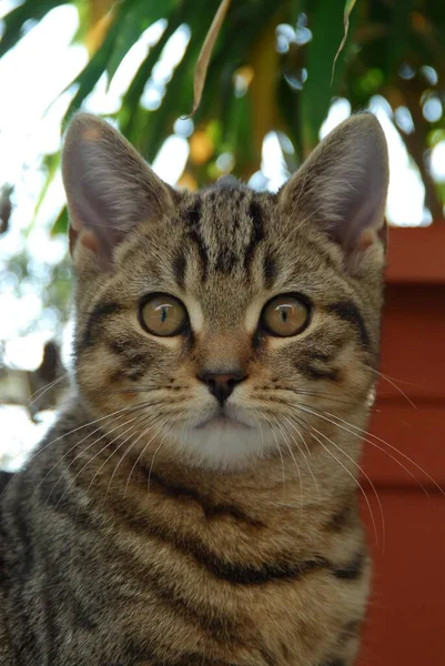 Kucing Muda British Shorthair Tabby Potret Kucing British Shorthair Mackerel — Stok Foto