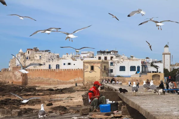 Seagulls Lurk Fish Scraps Backdrop Unesco Protected Old Town Essaouira — Stock Photo, Image