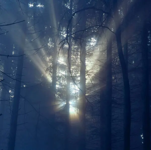 Fog Forest Rays Sunshine — Stock Photo, Image