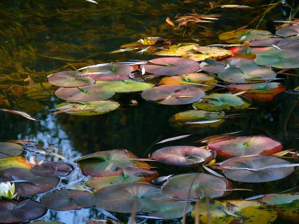 Lagoa Jardim Com Almofadas Lily — Fotografia de Stock