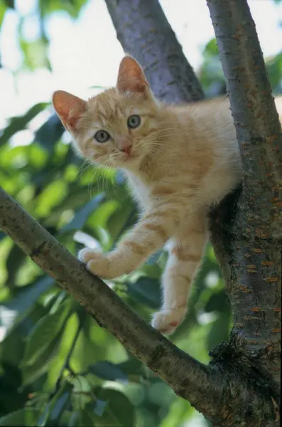 Młody Kotek Domowy Tygodni Wspina Się Drzewo — Zdjęcie stockowe