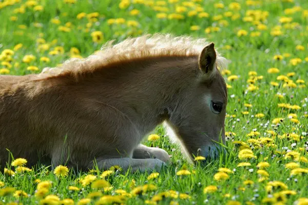 Haflinger Veulen Weken Oud Merrie Ligt Tussen Bloeiende Paardebloem Een — Stockfoto