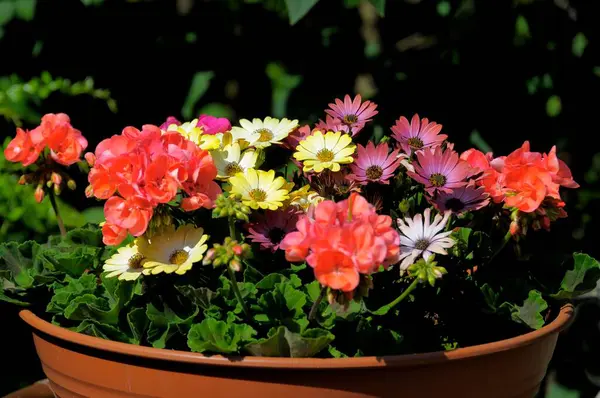 Различные Летние Цветы Цветочном Горшке — стоковое фото