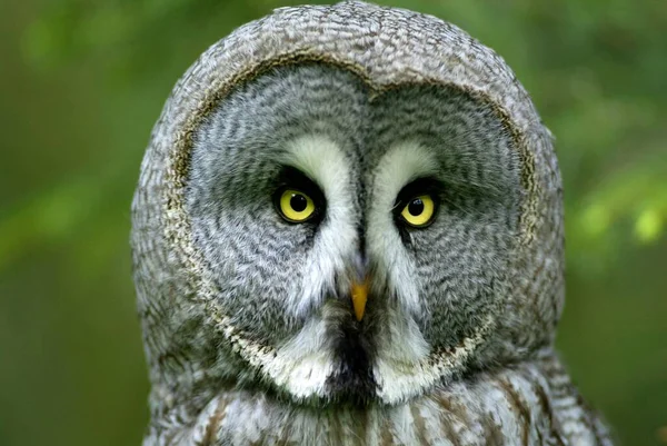 Great Grey Owl Strix Nebulosa — Stock Photo, Image