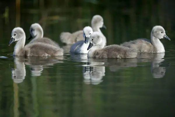 Cisnes Mudos Naturaleza Salvaje Fotografía Vida Silvestre — Foto de Stock