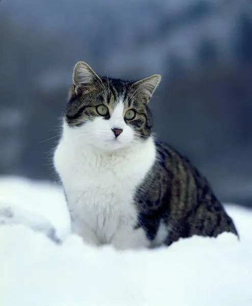 Gato Doméstico Posando Neve — Fotografia de Stock