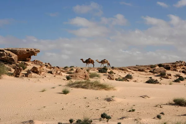 Zwei Dromedare Der Westsahara Marokko Afrika — Stockfoto