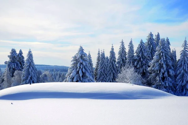Шварцвальд Северный Шварцвальд Около Книбиса Зимой Еловый Лес Снегом Германия — стоковое фото