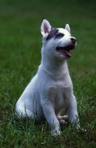 Siberian Husky Puppy Pinto Colour — Stock Photo, Image