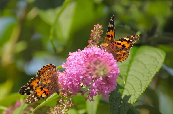 バタフライ ブッシュの2つの蝶 ヴァネッサ カルデイ 夏のライラックの花にシスルバタフライ — ストック写真