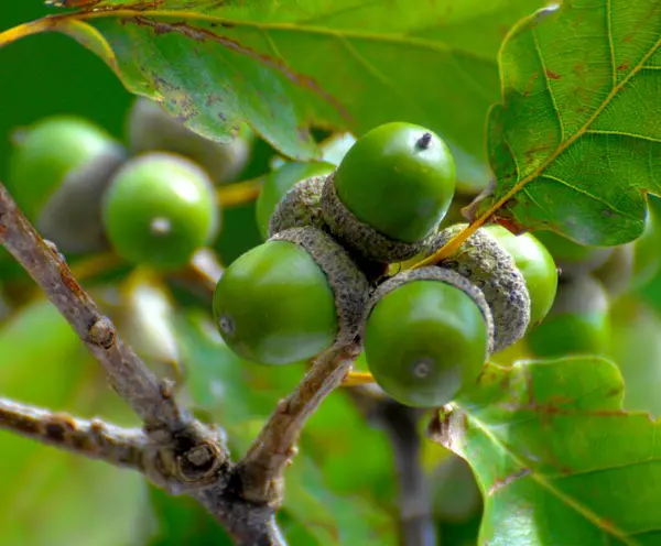 Eicheln Mit Laub Ast Englische Eiche Quercus Robur — Stockfoto