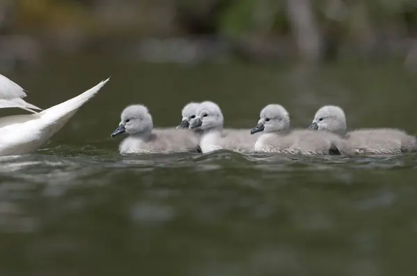 Mute Swans Wild Nature Wildlife Photography — Stock fotografie