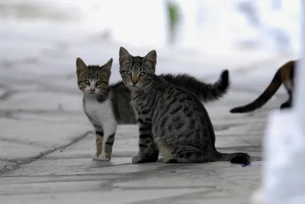 Dwa Młode Kocięta Domowe Pręgowane Obok Siebie Marmurowej Kamiennej Podłodze — Zdjęcie stockowe