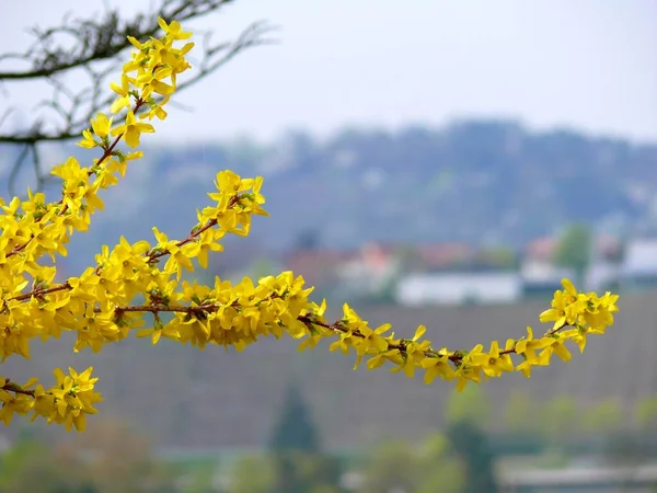 Vinhas Mundelsheim Primavera Ramo Forsythia Flor — Fotografia de Stock