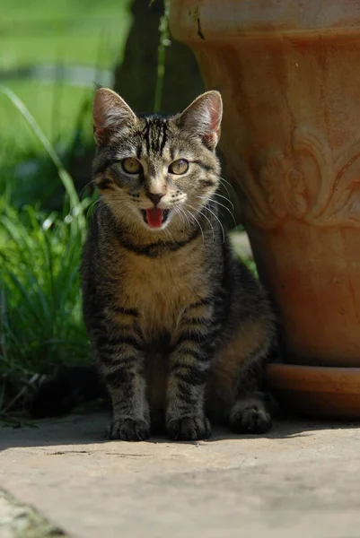 Anak Kucing Domestik Muda Tabby Duduk Depan Pot Bunga Kucing — Stok Foto