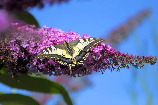 Schwalbenschwanz Schmetterling Auf Schmetterlingsstrauch Sommerflieder — Stockfoto