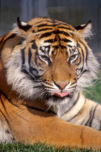 Ung Sumatrantiger Panthera Tigris Sumatrae — Stockfoto