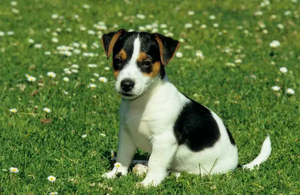 Jack Russell Terrier Uger - Stock-foto