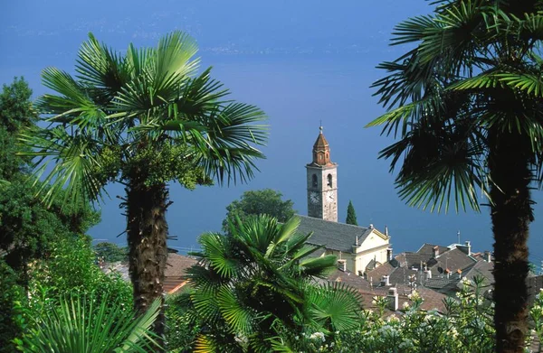 Palmbomen Meer Kerk Ronco Sopra Ascona Maggioremeer — Stockfoto