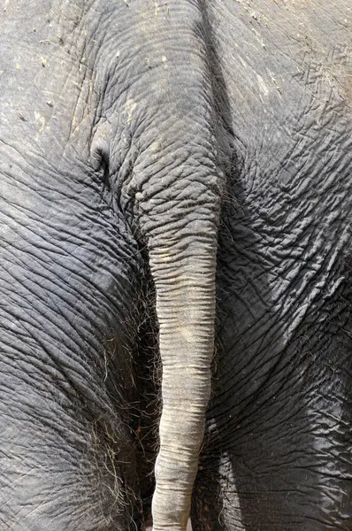 Stuttgart Zoological Botanical Garden Wilhelma Elephants Hindquarters Indian Elephant Asian — Stock Photo, Image