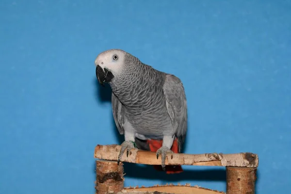 Congo african gray parrot (Psittacus erithacus erithacus) sitting on wood, Congo grey parrot female 1, 5 years old