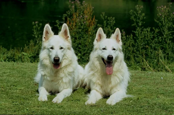 Δύο White Shepherd Dog Berger Blanc Suisse White Swiss Shepherd — Φωτογραφία Αρχείου
