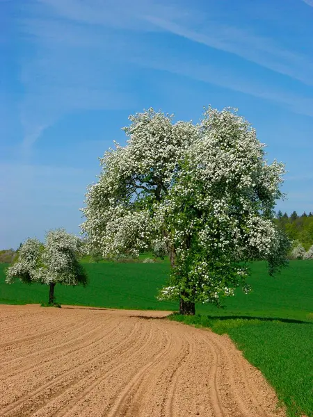 Blühender Birnbaum Zwischen Getreide Und Rapsfeldern Feldweg Frühlingslandschaft — Stockfoto