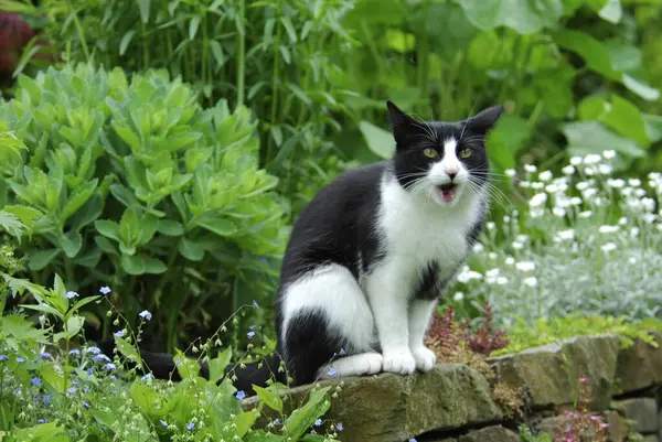 Hauskatze Garten Cat Wildcat Felis Silvestris Forma Catus Domesticus — Stock fotografie