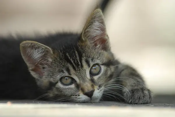 Młody Kotek Domowy Grzebień Leżący Ziemi Portret Kot Nierodowity Stenografia — Zdjęcie stockowe