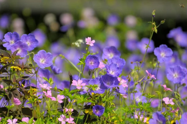 Grue Bleue Fleurissant Dans Jardin Grue Des Prés Geranium Pratense — Photo