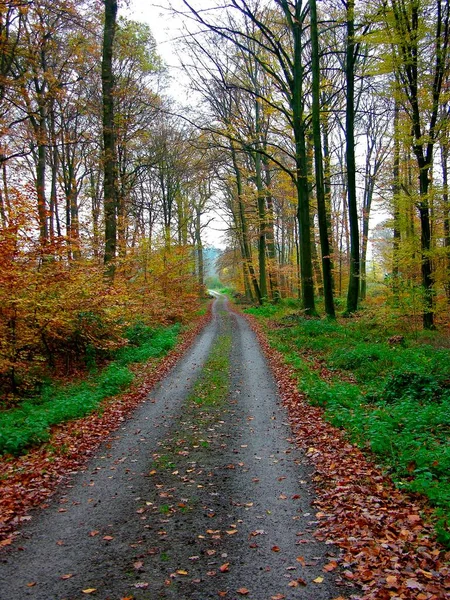 Waldweg Herbst — Stockfoto