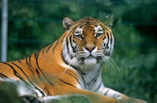 Tigre Siberiano Panthera Tigris Altaica —  Fotos de Stock