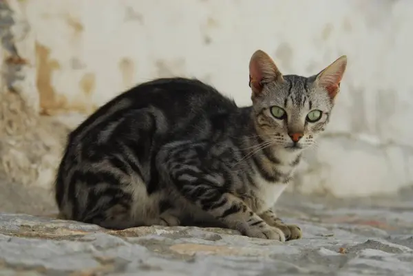 Kot Domowy Srebrny Tabby Siedzący Skalistej Ziemi Cyklady Grecja Dziki — Zdjęcie stockowe